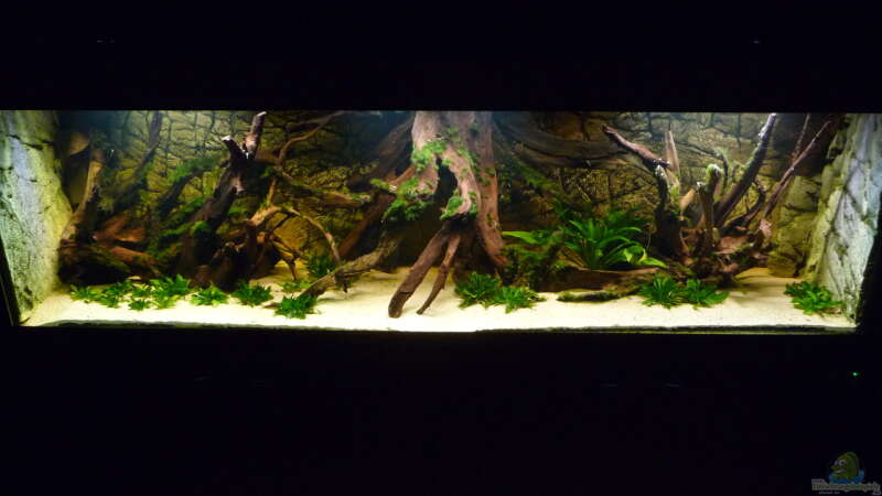 Dekoration im Aquarium Lago Pampo (aufgelöst) von carkl (11)