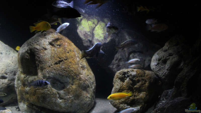 Dekoration im Aquarium Lake Malawi Cichlids von Florian Bandhauer (39)
