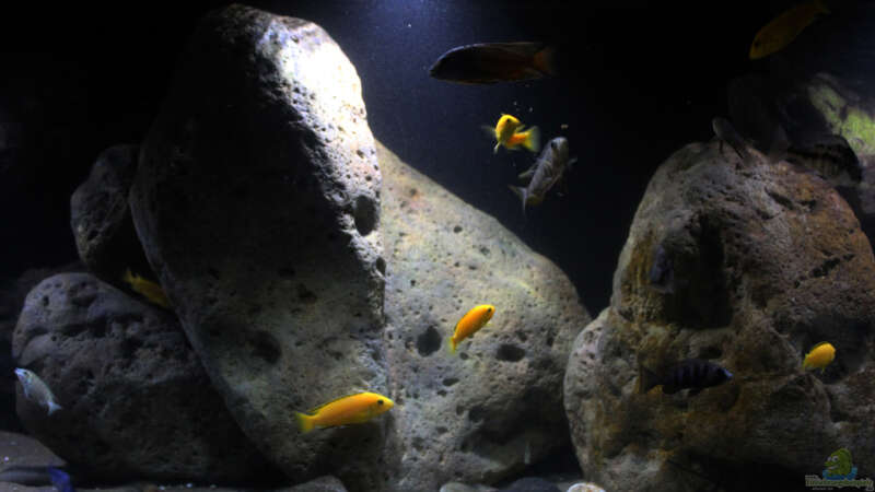 Dekoration im Aquarium Lake Malawi Cichlids von Florian Bandhauer (40)