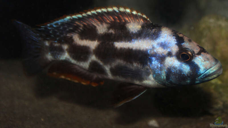 Nimbochromis livingstonii - Männchen von Florian Bandhauer (69)