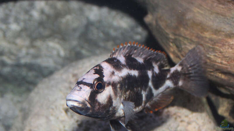 Nimbochromis livingstonii - Weibchen von Florian Bandhauer (70)