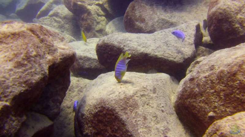 Pflanzen im Aquarium Lake Malawi Cichlids von Florian Bandhauer (34)