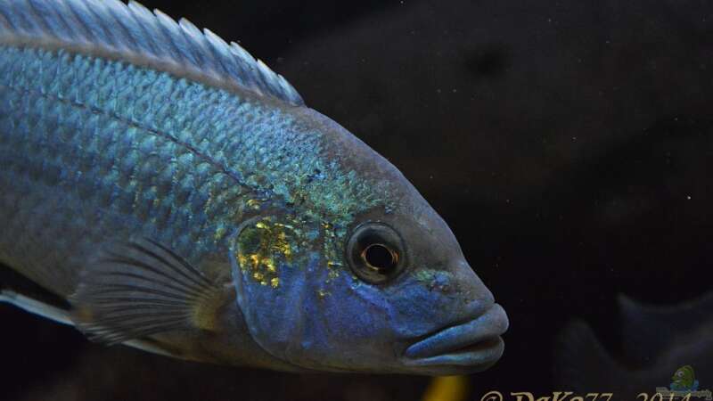 Aquarien mit Melanochromis lepidiadaptes (Einrichtungsbeispiele für Melanochromis sp. "northern blue")  - Melanochromis-lepidiadaptesaquarium
