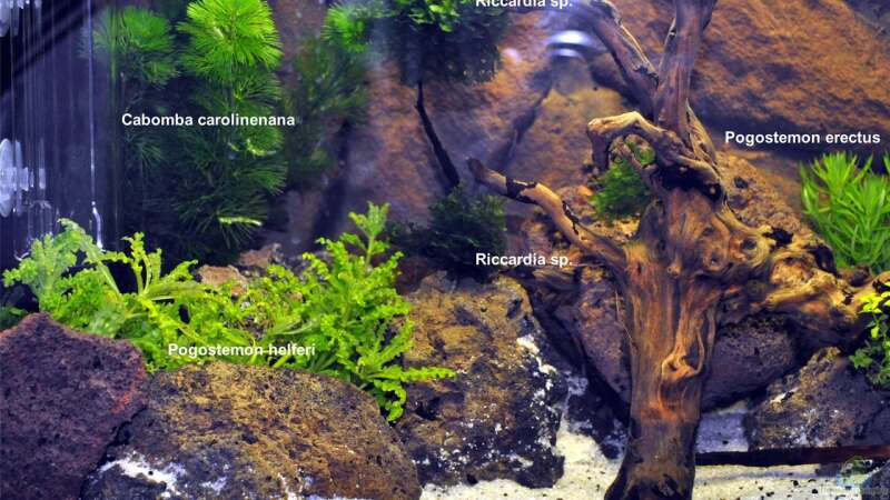 Pflanzen im Aquarium Becken 29837 von Niederrain (4)