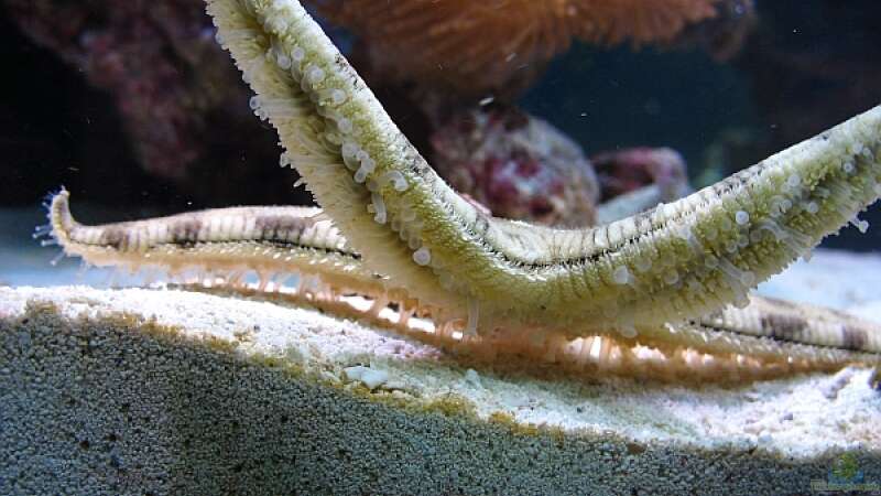 Archaster angulatus im Aquarium halten (Einrichtungsbeispiele für Sandgrabender Seestern)  - Archaster-angulatusaquarium
