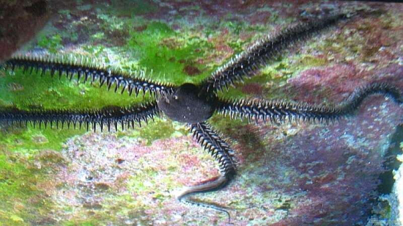 Ophioderma longicauda im Aquarium halten (Einrichtungsbeispiele für Glatter Schlangenseestern)  - Ophioderma-longicaudaaquarium