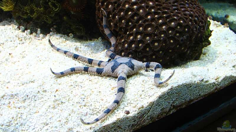 Ophiolepis superba im Aquarium halten (Einrichtungsbeispiele für Gebänderter Schlangenseestern)  - Ophiolepis-superbaaquarium