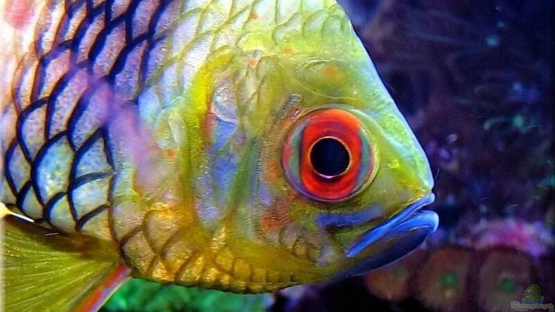 Sphaeramia nematoptera - Pyjama-Kardinalbarsch