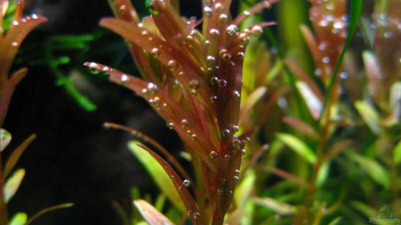 Rotala rotundifolia mit Sauerstoffblasen beim abendlichen Blätter zuklappen von Nanu (18)