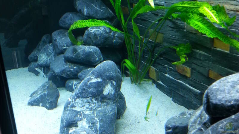 Pflanzen im Aquarium MJM´s NonMbuna von Moda (7)