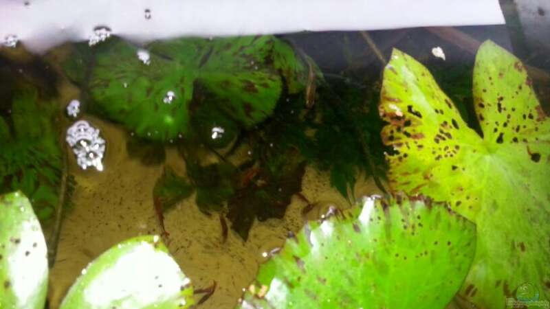 Pflanzen im Aquarium Aufgelöst ! Diskus-sionen von Der Fischer (3)
