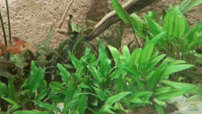 Pflanzen im Aquarium Aufgelöst ! Diskus-sionen von Der Fischer (4)