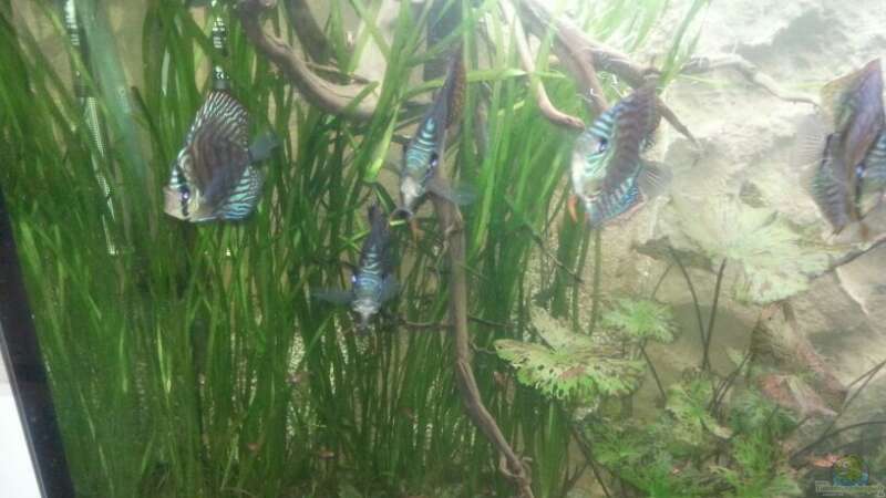 Pflanzen im Aquarium Aufgelöst ! Diskus-sionen von Der Fischer (5)