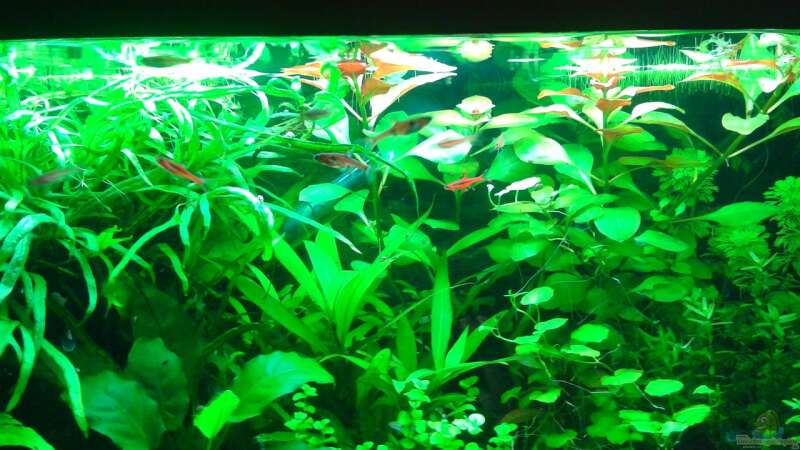 Pflanzen im Aquarium Becken 30116 von cafesoleil (2)