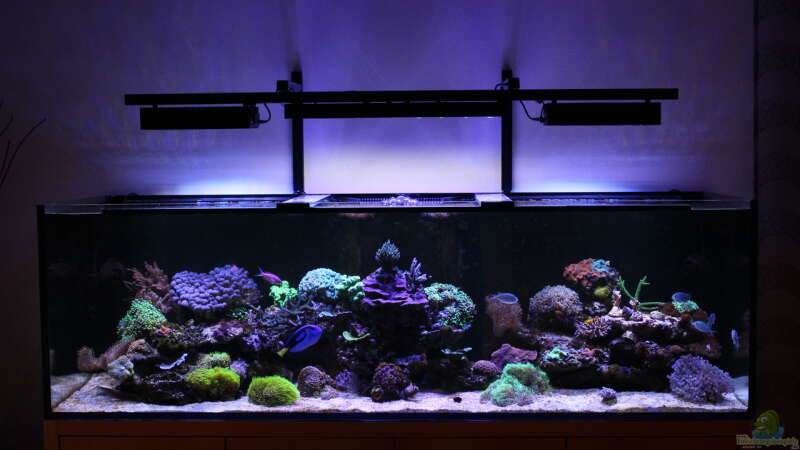 Aquarium Hauptansicht von Mein-Mini-Riff