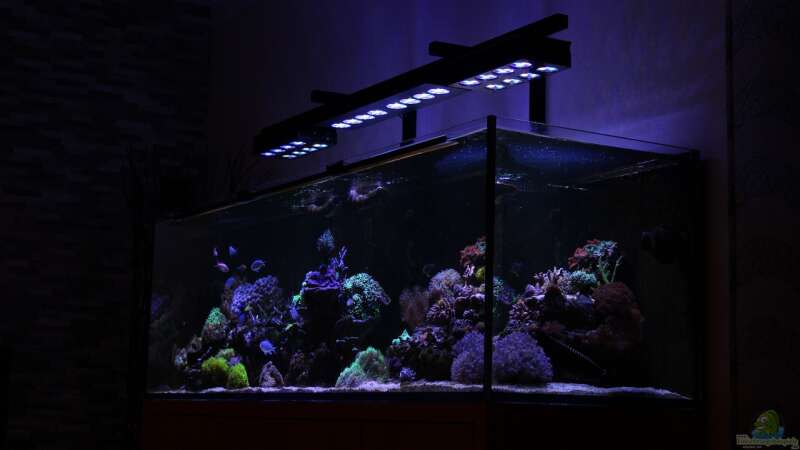 Aquarium Mein-Mini-Riff von Markus R. (11)