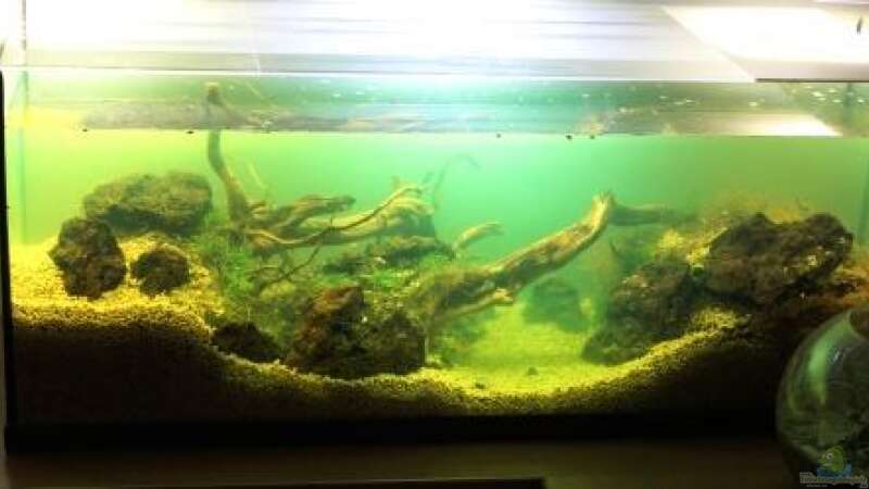 Aquarium Chao phraya von lomarraco (17)