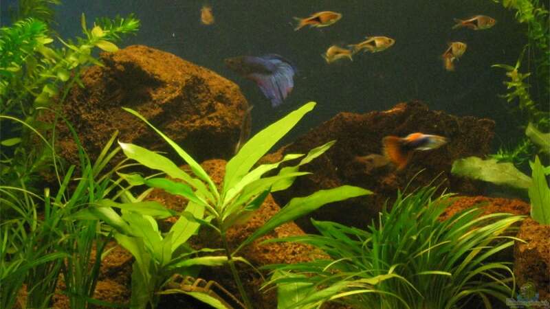 ... noch ein Bild mit Fischen von Sina Blessing (5)