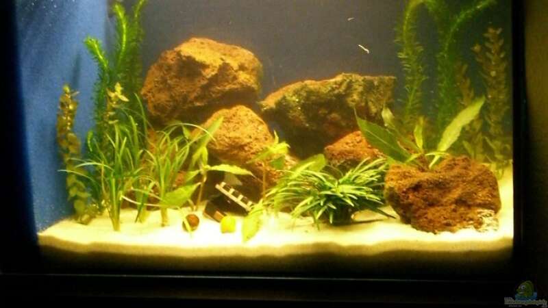 ...noch ein Bild von meinem neu eingerichteten Aquarium von Sina Blessing (2)