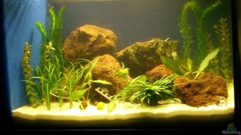 ...noch ein Bild von meinem neu eingerichteten Aquarium von Sina Blessing (3)