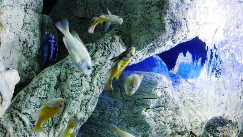 Aquarium Unterwasser-Höhle von Petr Novak (13)