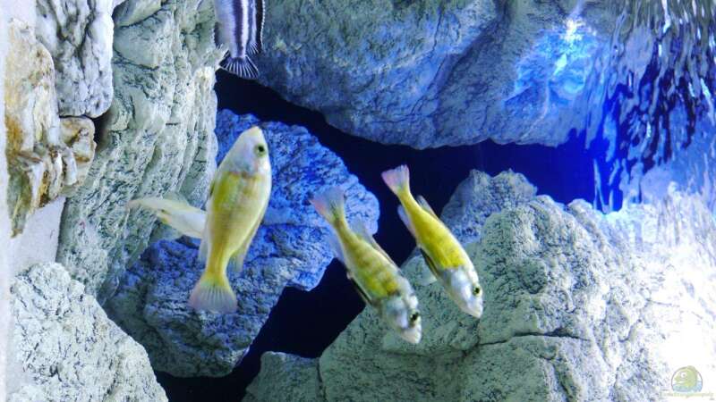 Aquarium Unterwasser-Höhle von Petr Novak (15)