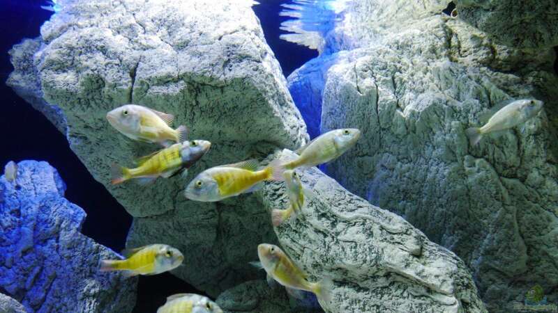 Aquarium Unterwasser-Höhle von Petr Novak (16)