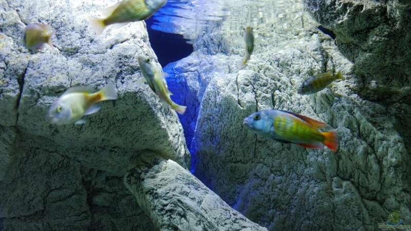 Aquarium Unterwasser-Höhle von Petr Novak (20)