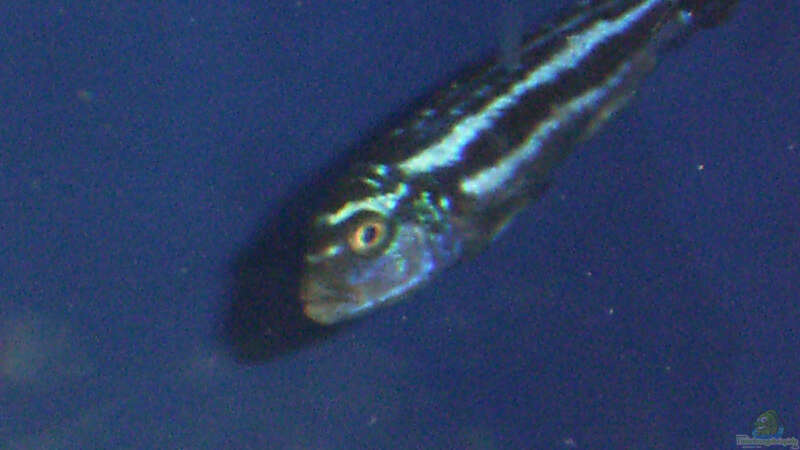 Melanochromis Maingano von Dominik Geissert (7)