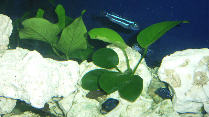 Pflanzen im Aquarium Becken 3024 von Dominik Geissert (3)