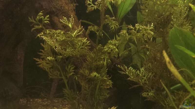 Pflanzen im Aquarium Versuch &quot;die Erste&quot; von acuticeps (9)