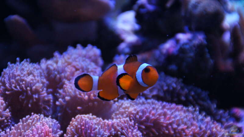 Red Sea Max 130d