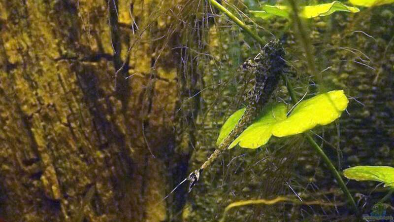 Rineloricaria parva auf Brasilianischem Wassernabel von Seemann (44)