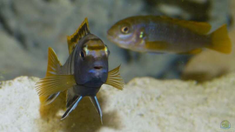 Labidochromis sp. ´mbamba´ Paar von Malawi-Freunde (22)