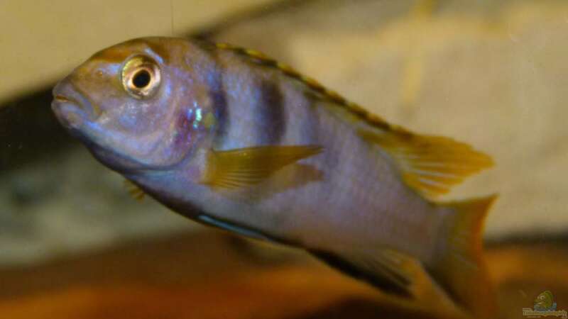 Labidochromis sp. ´mbamba´ Weibchenchen von Malawi-Freunde (10)