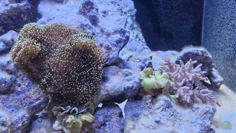 Pflanzen im Aquarium Meerwasser von Kirschi (3)