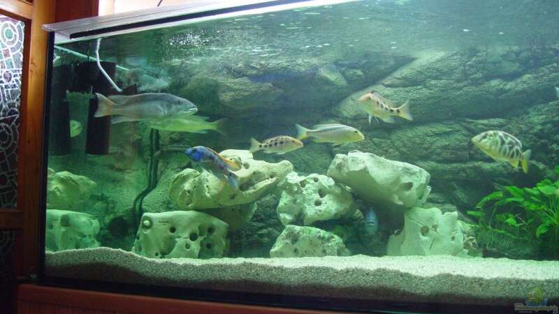 Dekoration im Aquarium Becken 3055 von Thomas Knecht (3)