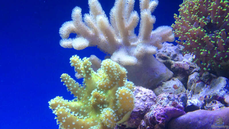 Pflanzen im Aquarium Hawaiian Tank von uschi vanHouten (6)