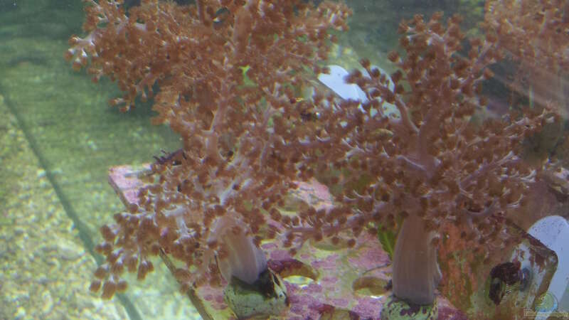 Pflanzen im Aquarium Raumteiler von slobe (56)