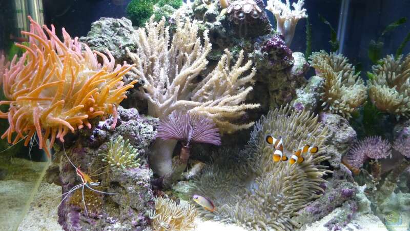 Besatz im Aquarium Fluval Reef M40 von Red ( Jürgen ) (21)