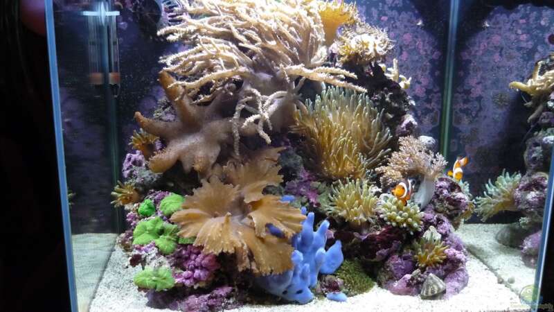 Fluval Reef M40