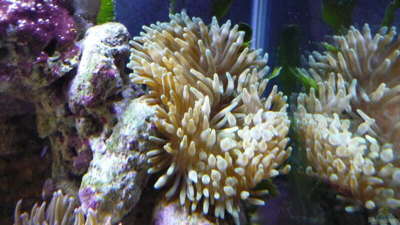Pflanzen im Aquarium Fluval Reef M40 von Red ( Jürgen ) (4)