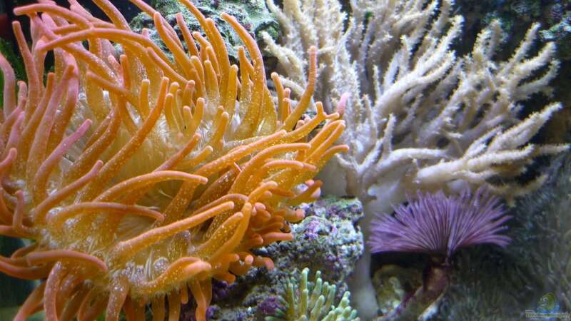 Pflanzen im Aquarium Fluval Reef M40 von Red ( Jürgen ) (6)