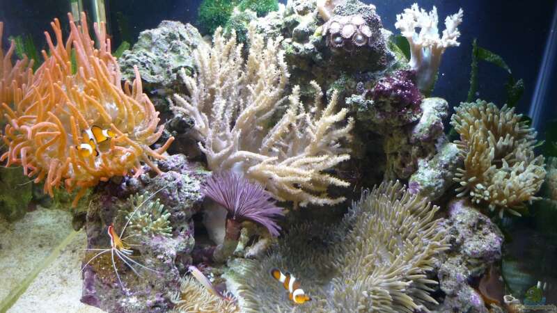 Pflanzen im Aquarium Fluval Reef M40 von Red ( Jürgen ) (7)