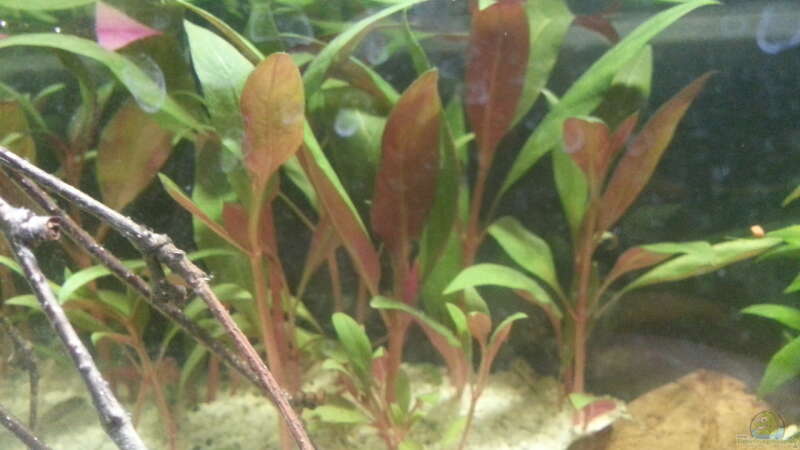 Pflanzen im Aquarium kleines Kleeblatt von Betta Ufuk (5)
