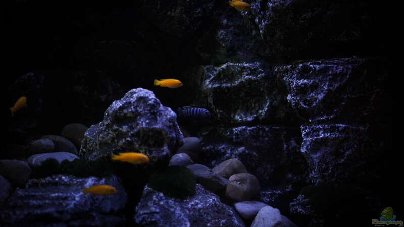 Aquarium Rocky Cliffs von pa.Trick (7)