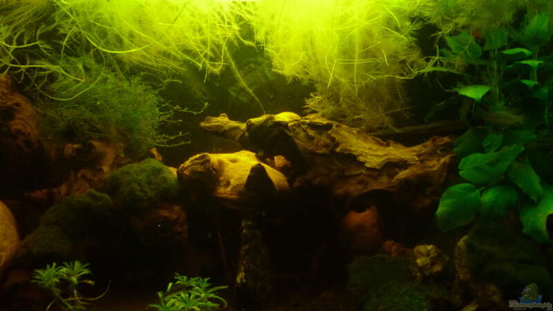 Aquarium &quot;Wilde Horde&quot; von Rootsman (5)