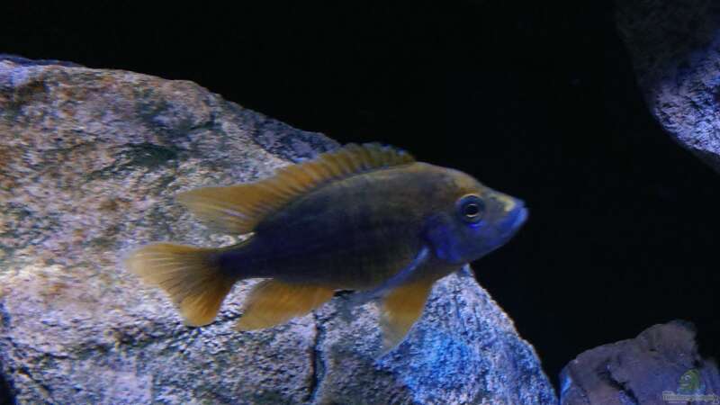 Besatz im Aquarium Becken 30628 von namaycushfreak (24)