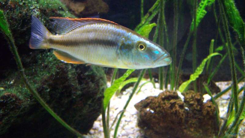 Dimidiochromis compressiceps Mann (Noch nicht ausgefärbt / ausgewachsen) von Michael H. (20)