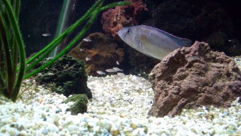 Nimbochromis fuscotaeniatus Mama (mit Nachwuchs) von Michael H. (13)